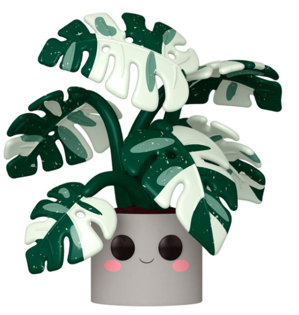 Monstera (Jumbo)